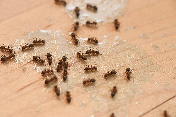 Best Best Pest Control Companies  in Auburn, GA