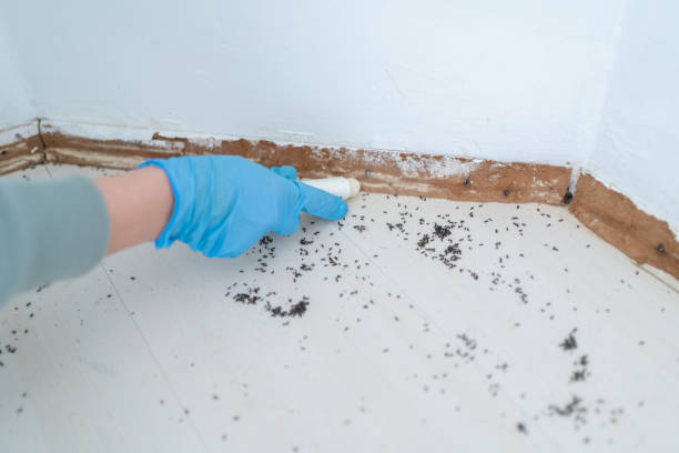 Best Local Pest Control Services  in Auburn, GA